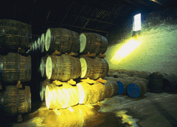 Whisky casks in the warehouse