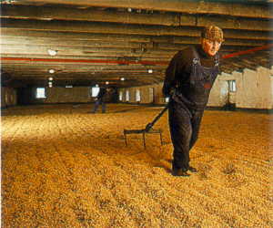 16k - Wenden der Gerste / Turning of the Barley