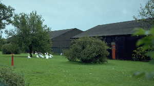 8k - Lagerhuser mit Gnsen als 'Wchter' / Warehouses with Goose 'Guards'